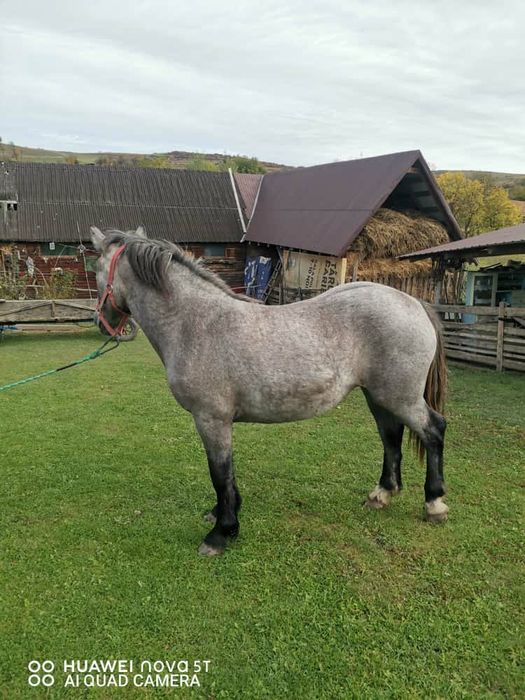 Vand manza sura de 1 an jumate