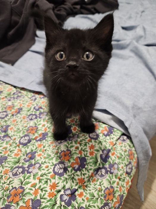 Отдам котёнка бесплатно в хорошие руки