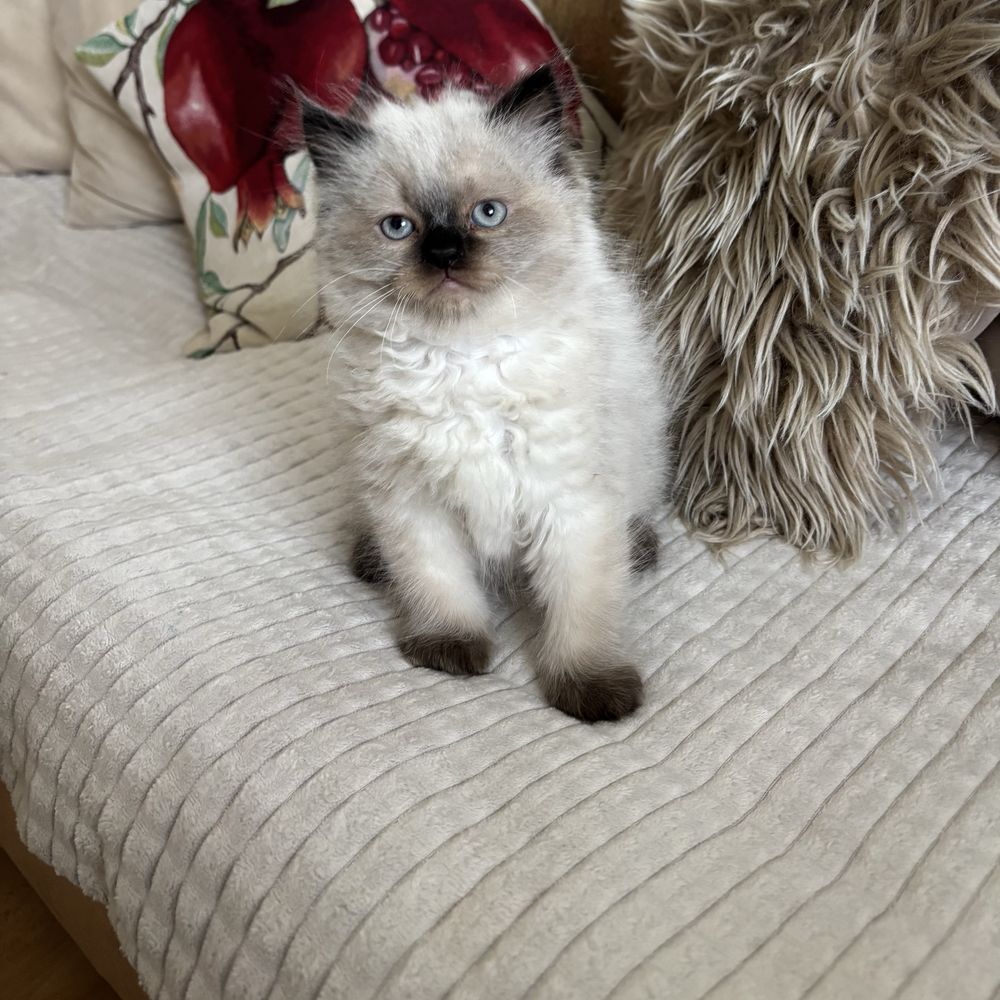 Ragdol/Рагдол две малки котенца мъжко и женско