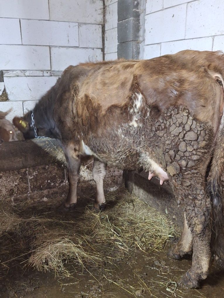 Vaca jurinca la prima fatare