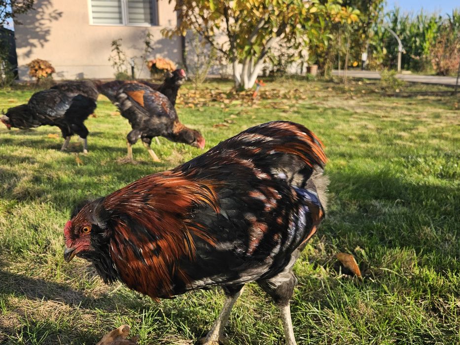 Cocosi Araucana tineret 2025 de vanzare