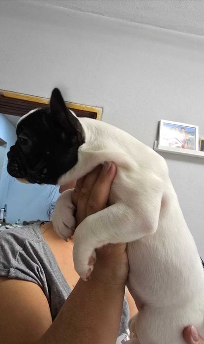 Френски булдог бебета