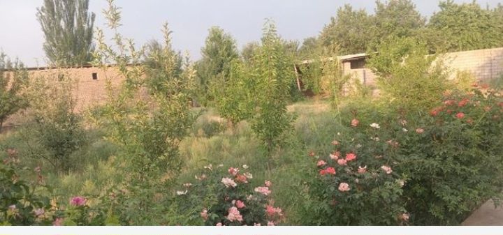 Сарыағаш Карлмакс Конаев 25 уй