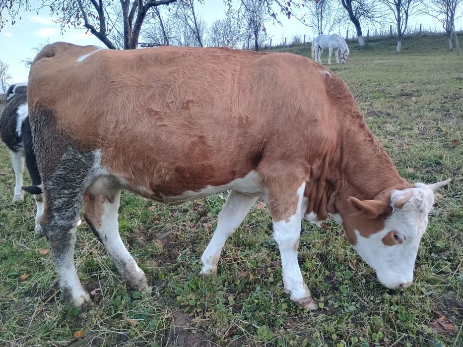 Vând junincă gestantă in opt luni
