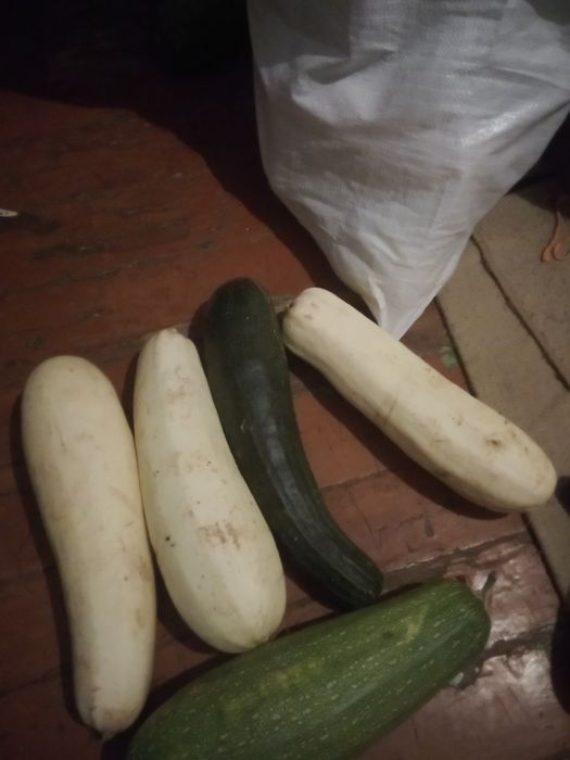 Продам мешок кабачков на икру