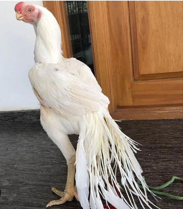 Pakistan xuroz tuxumlariga zakaz olamiz