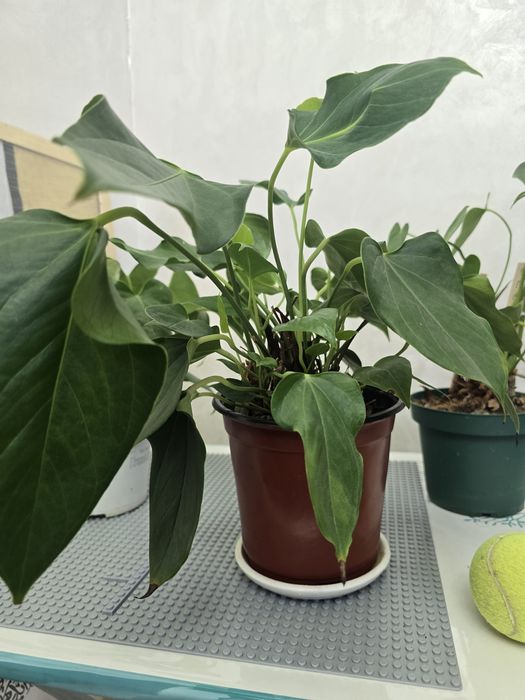 Антуриум по 40тыс