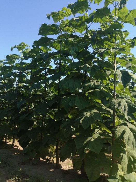 Butasi Paulownia ,Kiwi si rodieri la ghiveci
