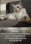 Пристраивается кошка 6 месяцев
