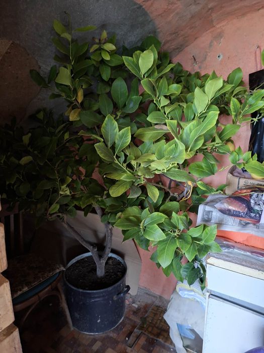 Дърво от лимончета