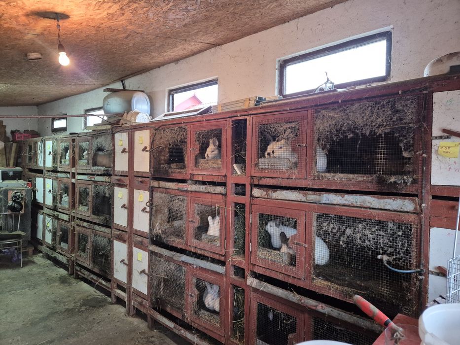 Iepuri din rasa Californian , fluturi,neo. Etc.