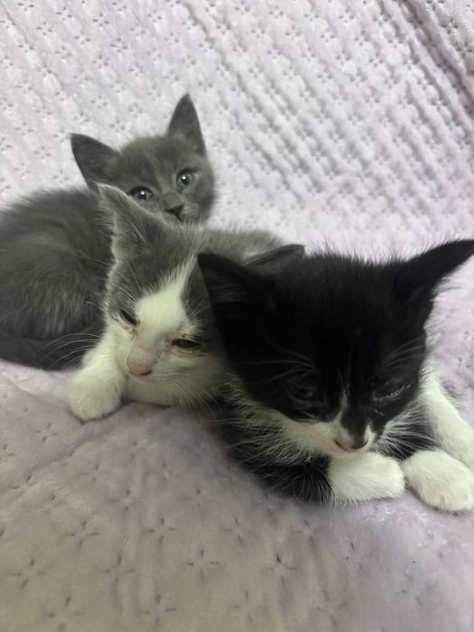 Котята в добрые руки