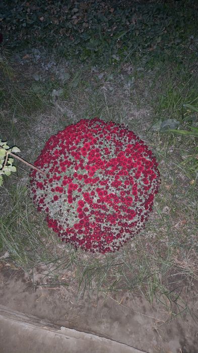 Xrizantema  gul turlaridan sotuvda bor

Ula