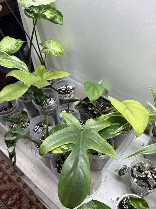 Комнатные растени