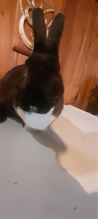 Vand iepure rex dalmațian