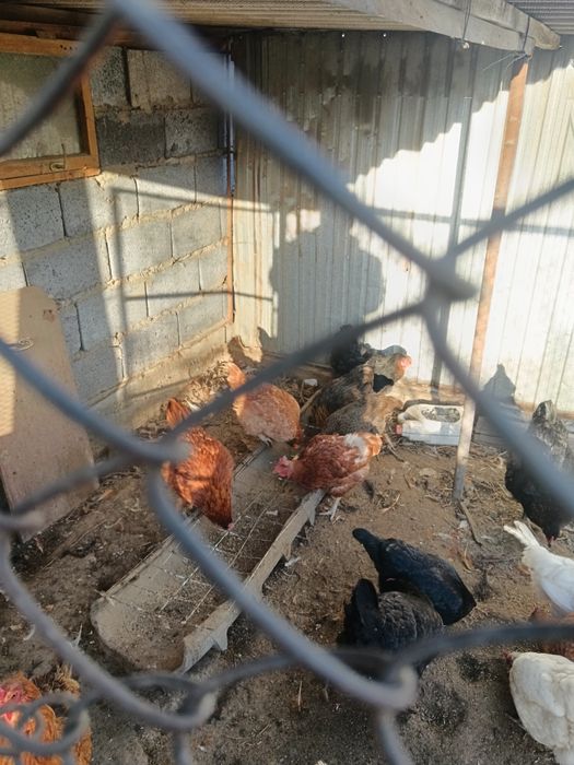 Куры не ушки молодки по 10мес