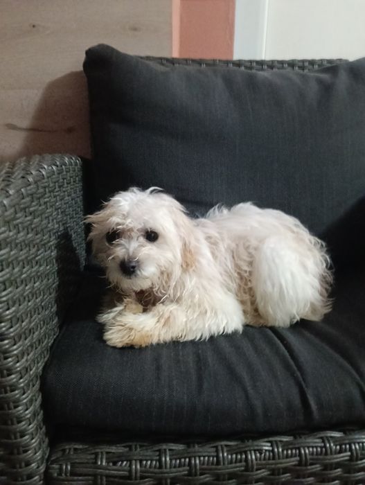 Vând Bishon Maldez București sector 5