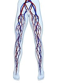 УЗИ (Уздг) сосудов