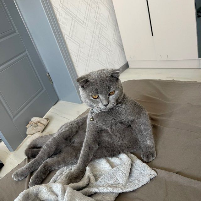 Выслоухо британский для взязка