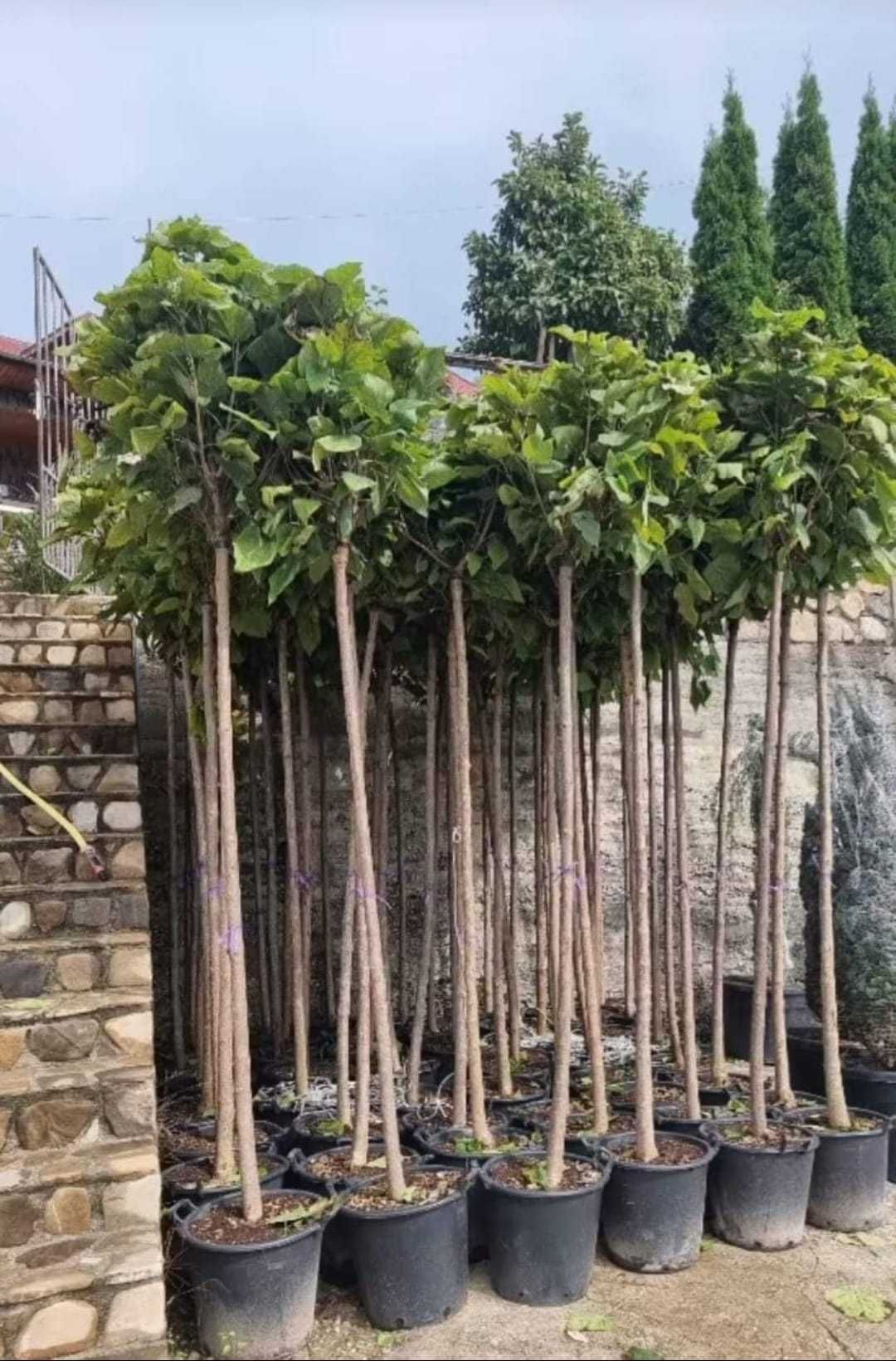 Transformați curtea cu plante ornamentale unice