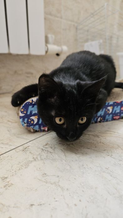 Ласковая малышка котенок Луна ищет свой дом Котята