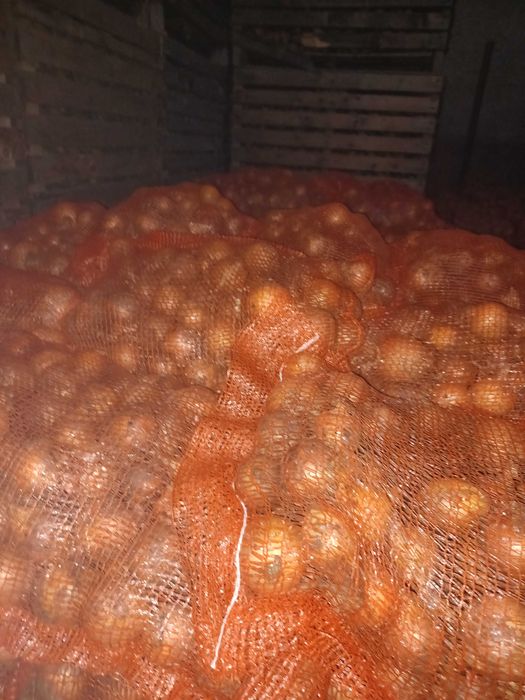 Vand ceapa galbena rotunda