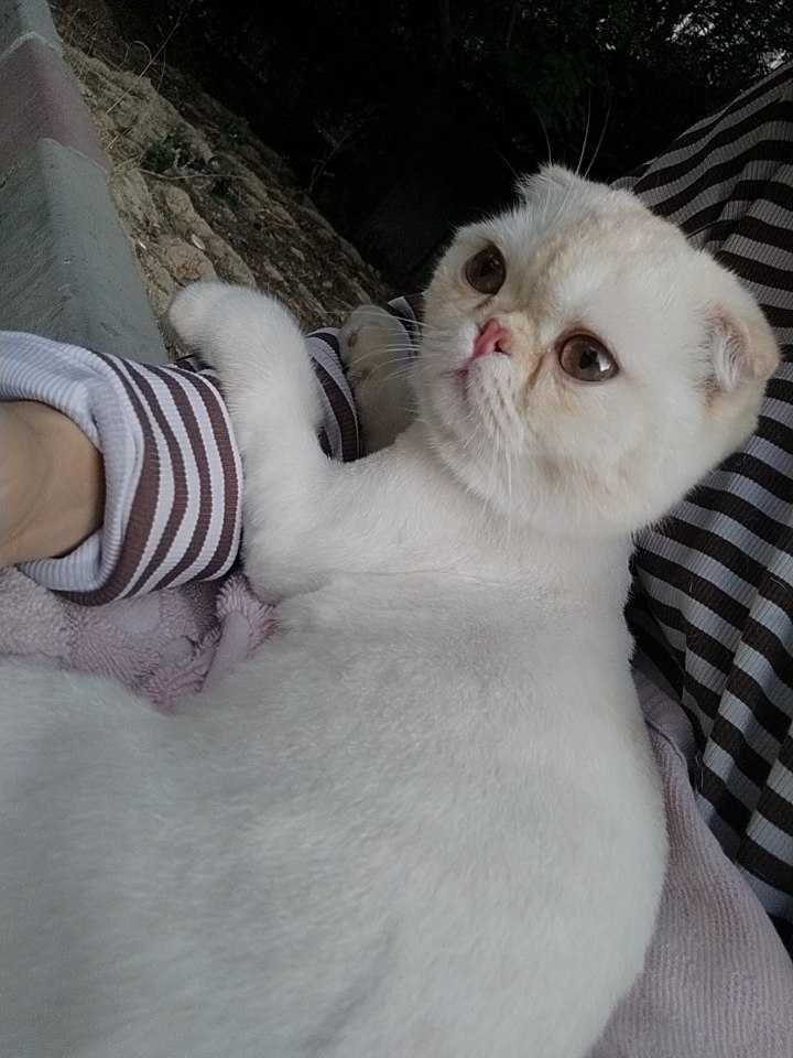 SCOTTISH FOLD sotiladi kelishamiz