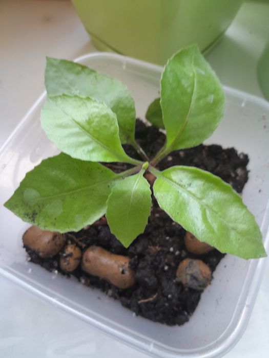 Продам редкое растение