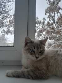 Сиямская кошка цвет серый