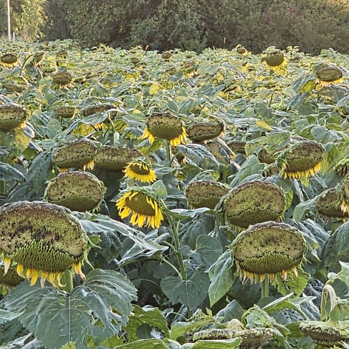 Floarea soarelui