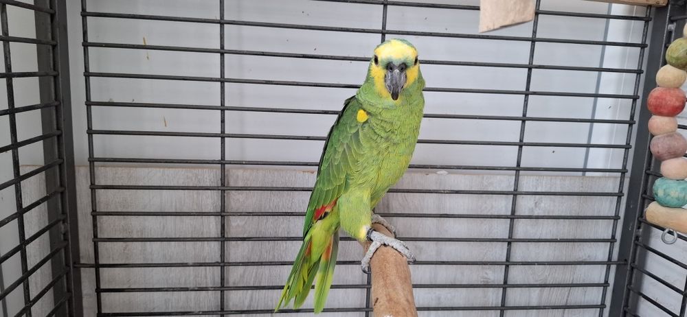 Папагал Синьочела амазона мъжка