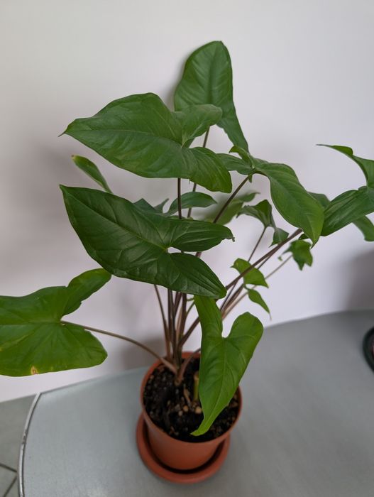 Сингониум (Green )