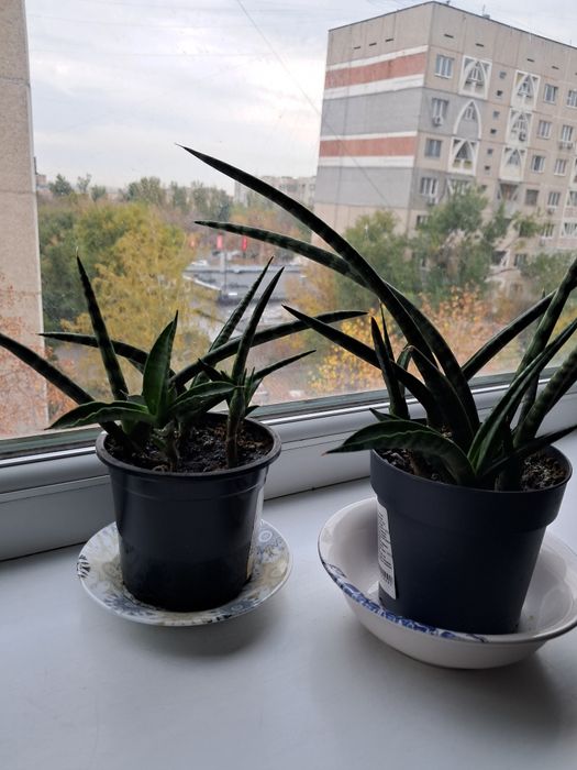 Комнатное растение, сансивиерия цилиндрическая.