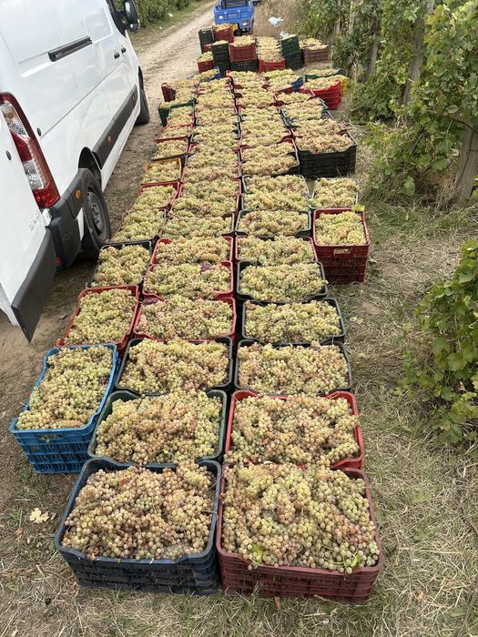 Struguri de vin