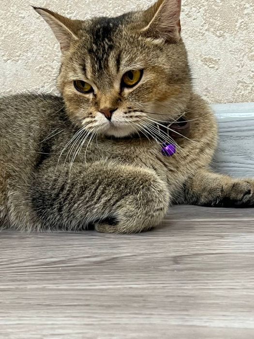 Кошка Мушук Zalatoy Mushuk bolalari 2 ta oʻgʻil 2 ta qiz