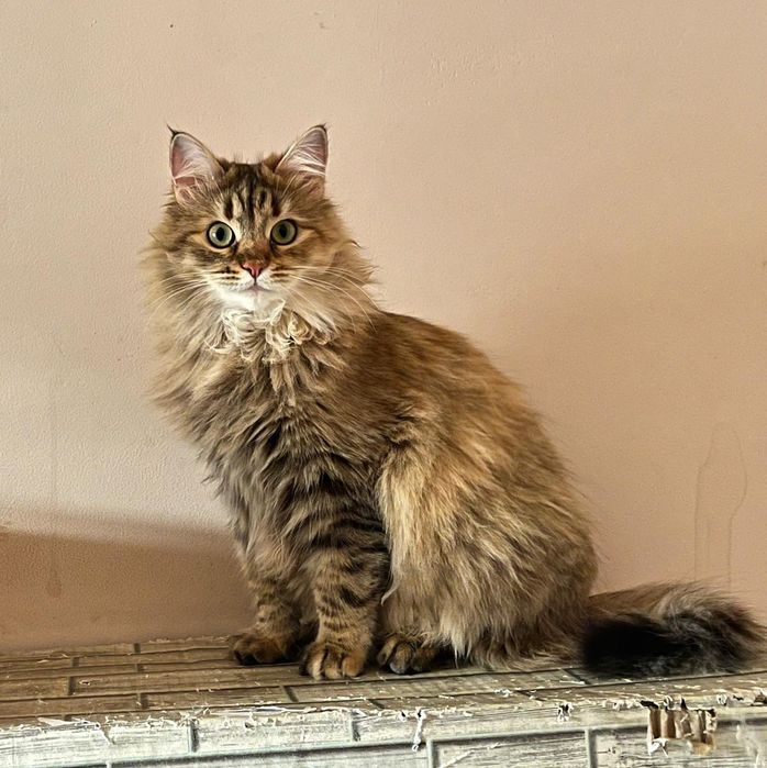 Отдам в добрые руки