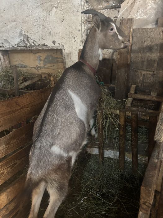 Se vand 3 capre si 1 țap