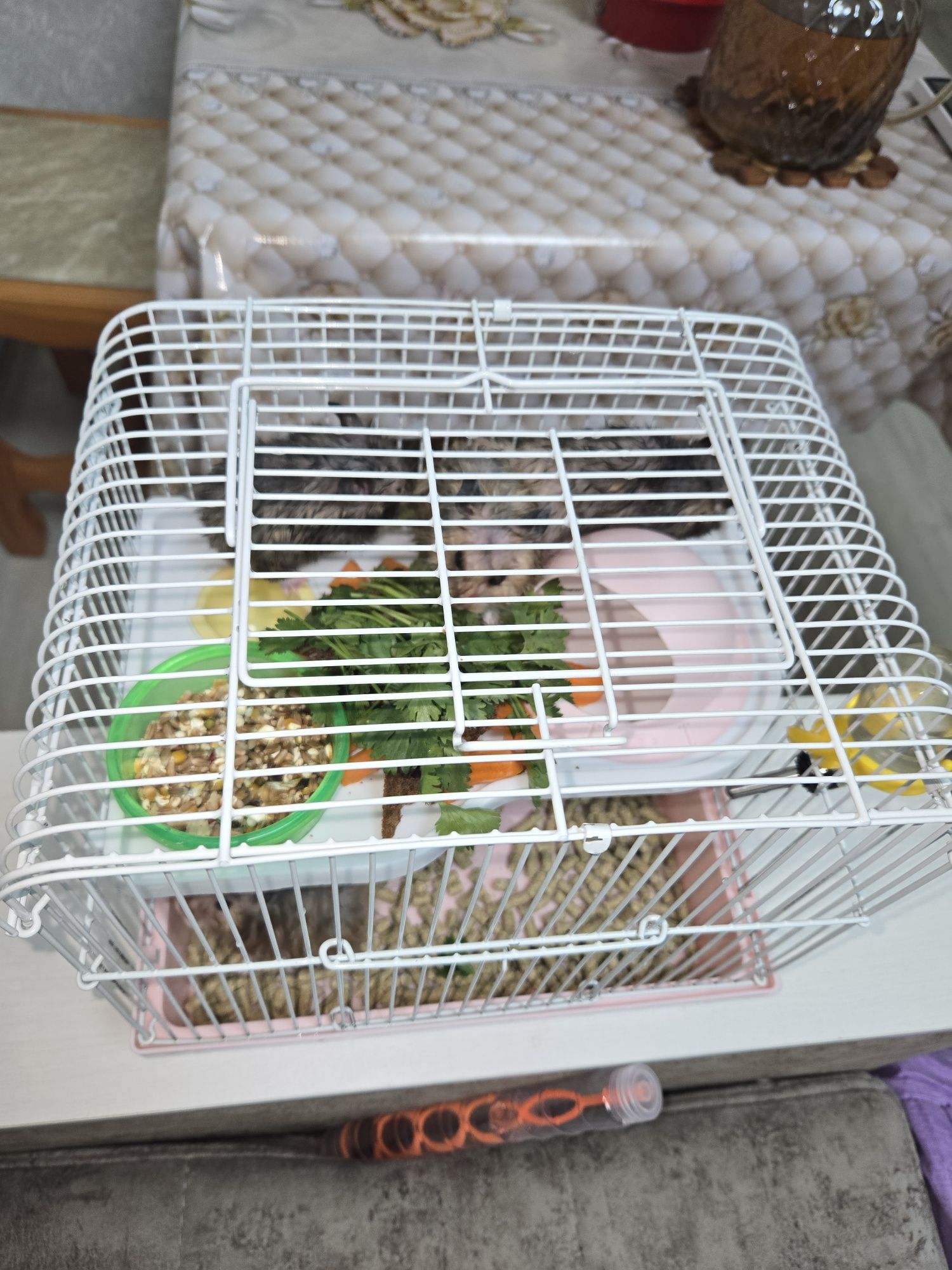 Продаётся сирийские хомяки