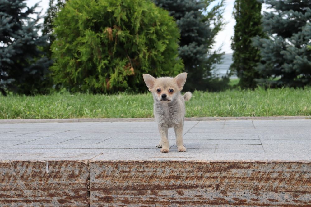 Щенки Той Терьера (Помтой)