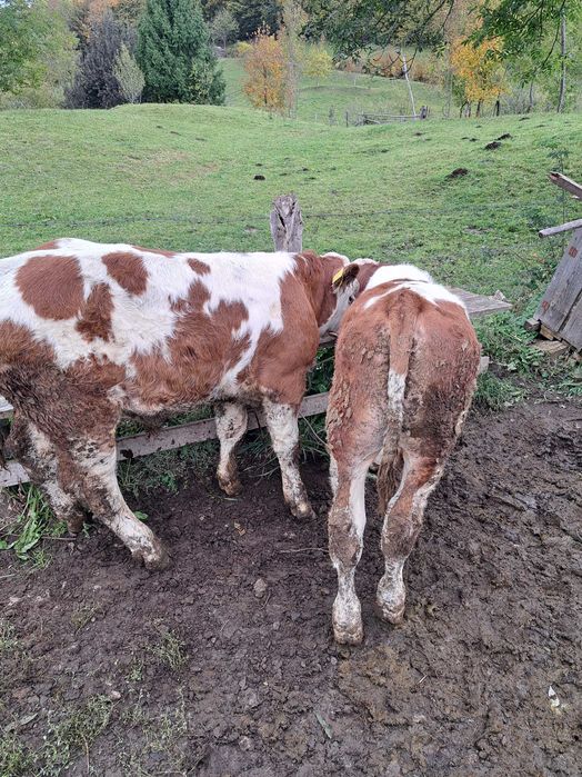 Vând  viței  baltati