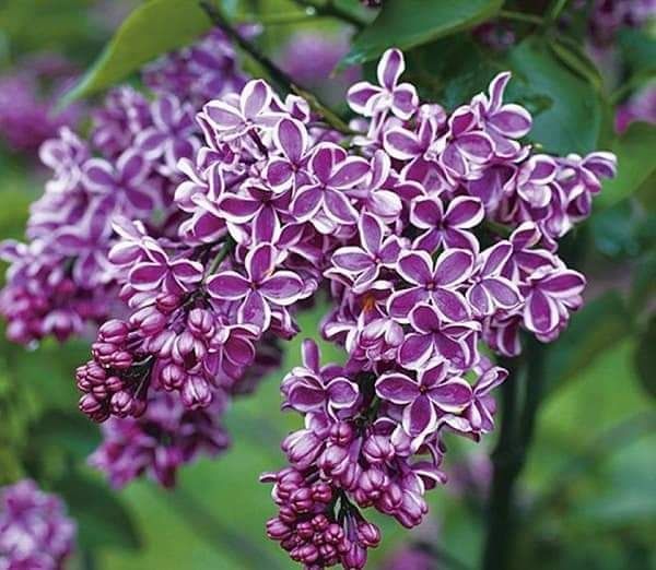 Liliac altoit diferite culori