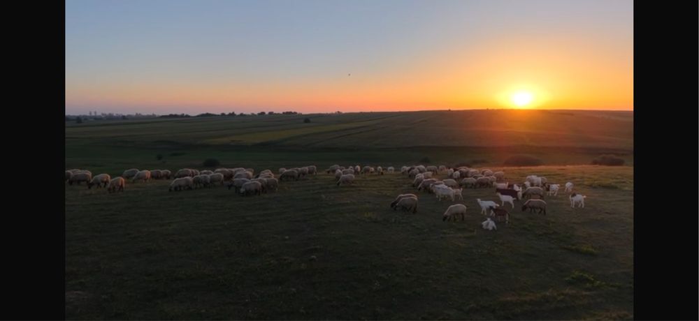 Vand oi turcane tinere