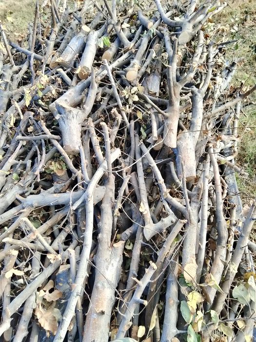 утин кунда сотилади