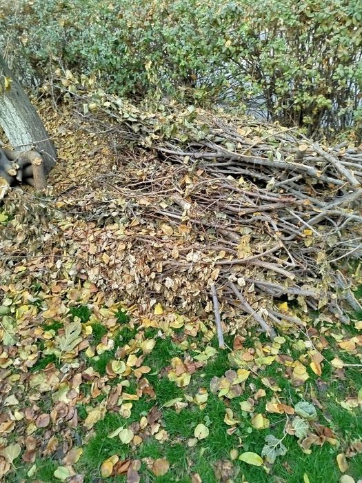 Ŏtinlar tekinga beriladi, tut daraxti