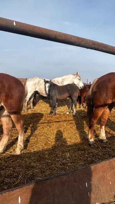 Продам жеребят тяж