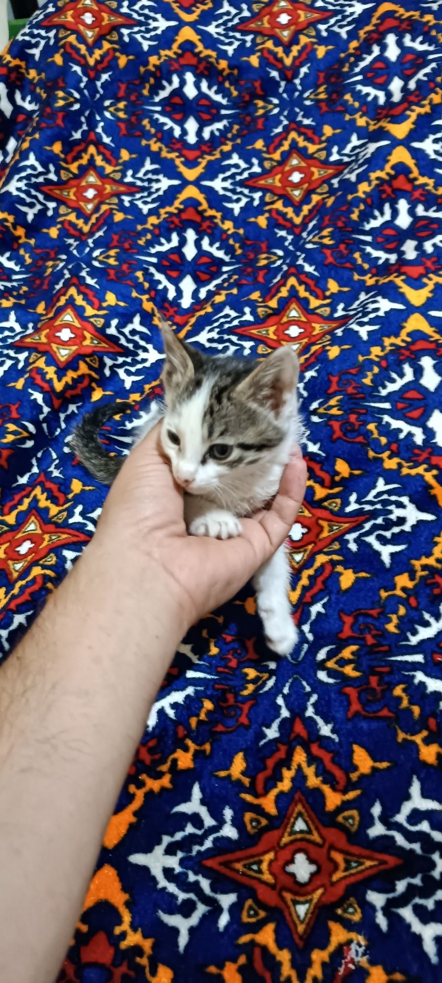 Uy mushugi toza uzin qaroq mushukcha