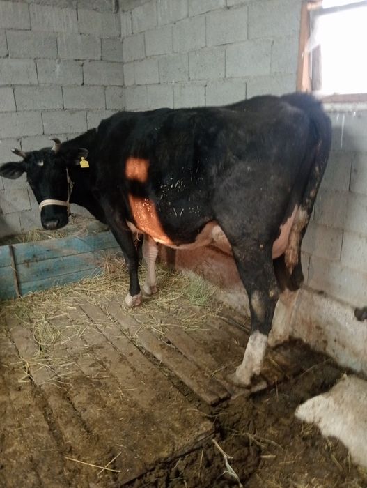 Сутты сиыр бузаусыз