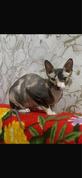 Продам кошку сфинкс