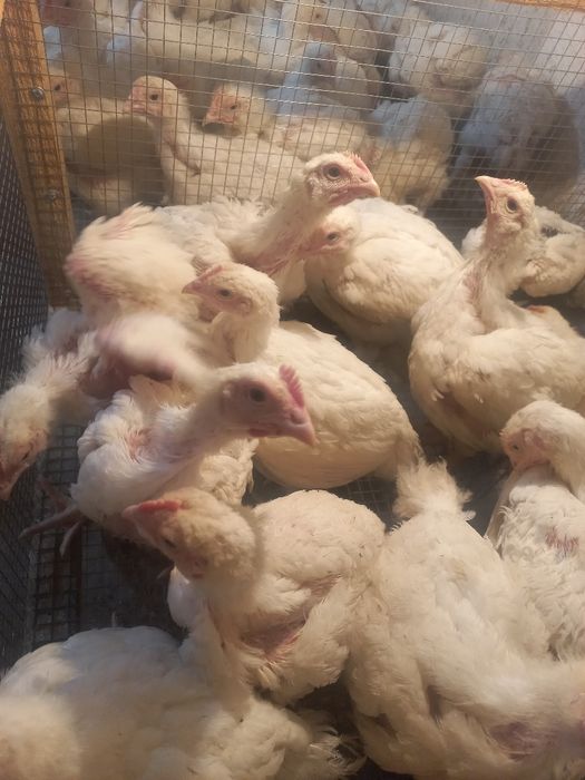 Бройлерные цыплята коб-500