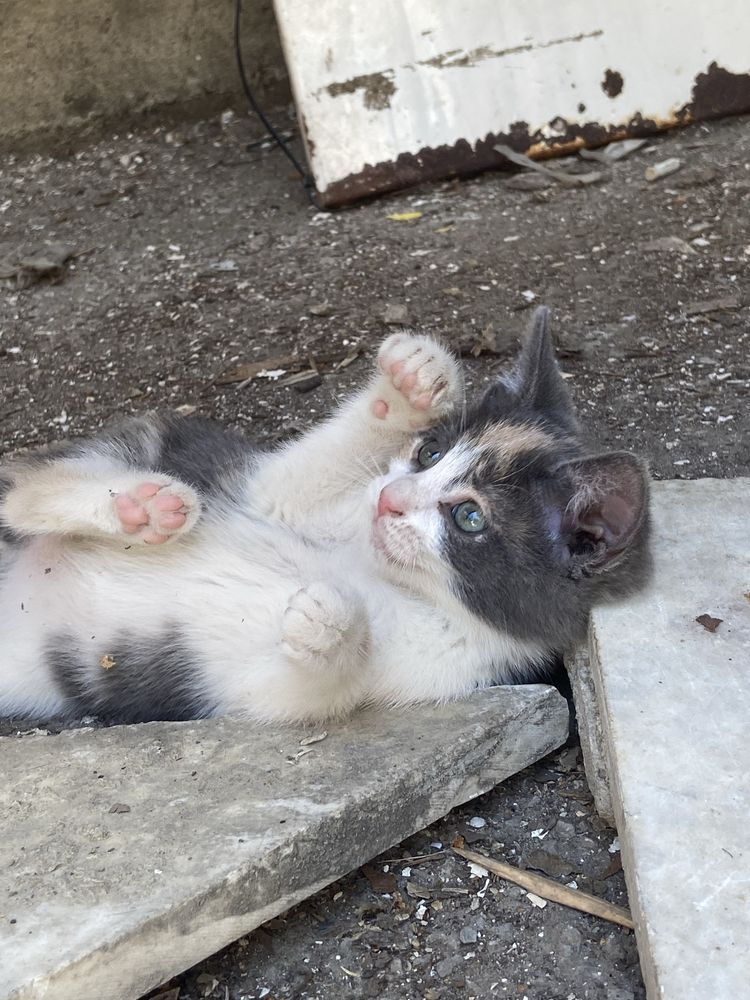 Котенце Звездичка си търси дом